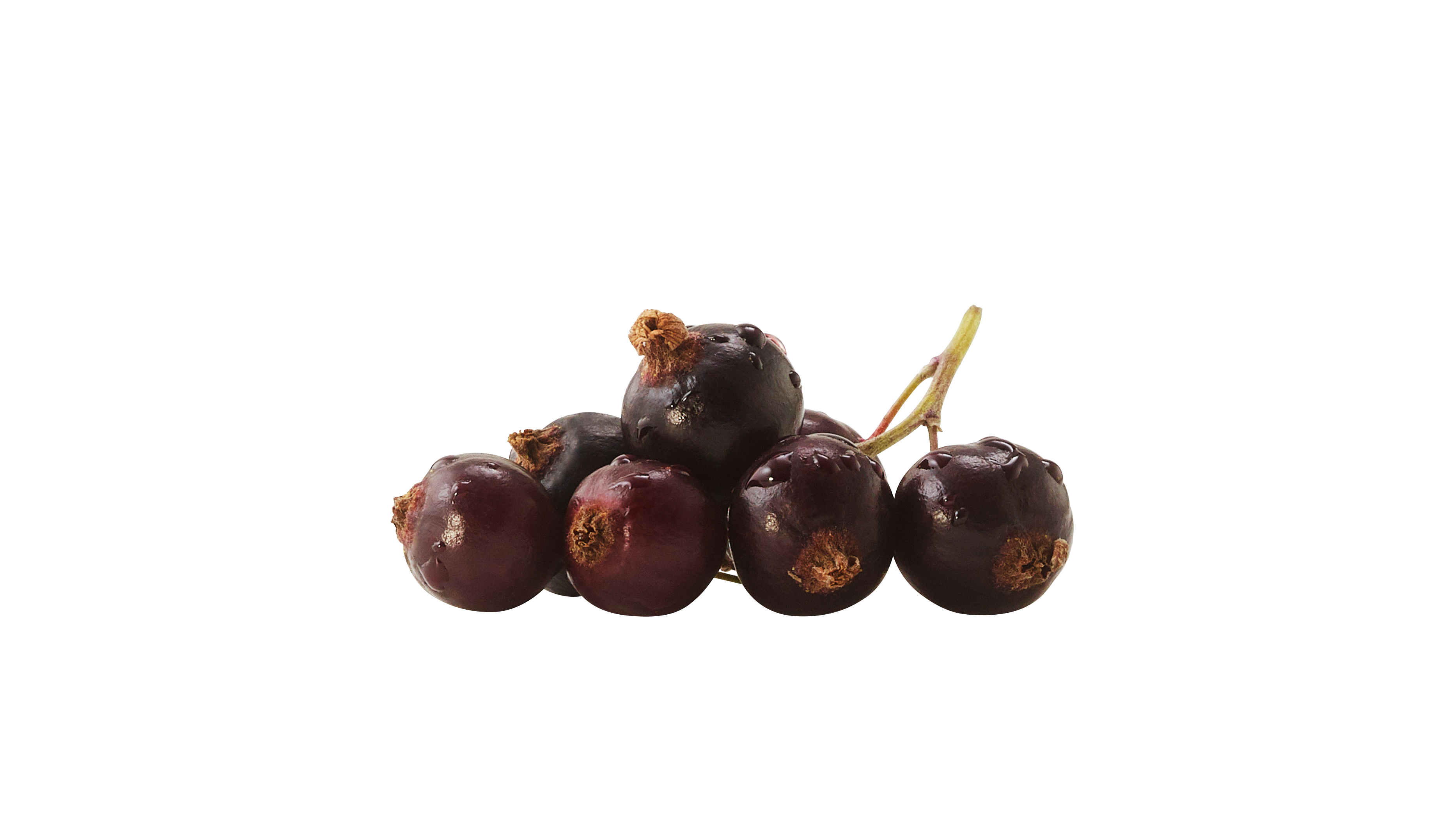 blackcurrents