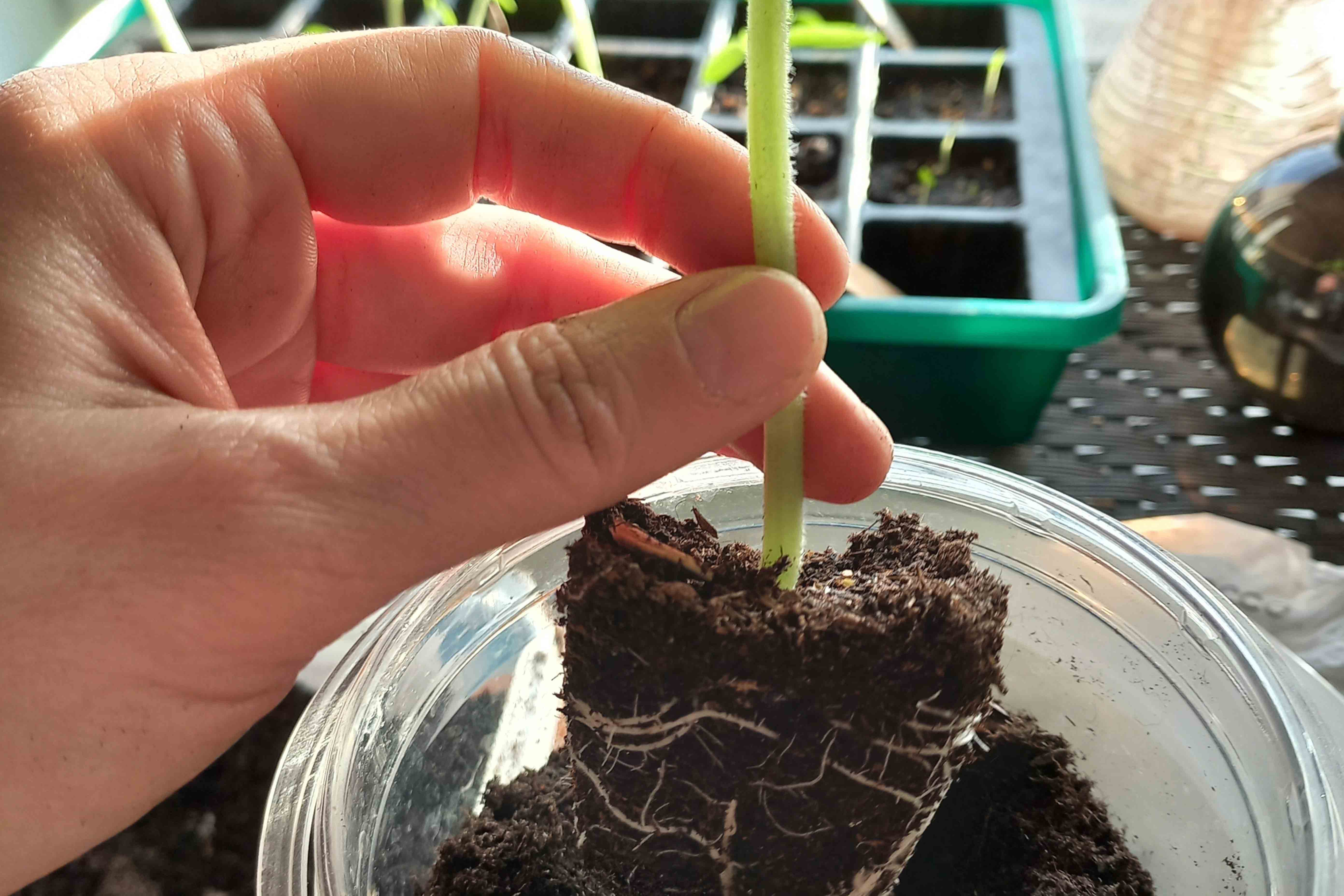 planting