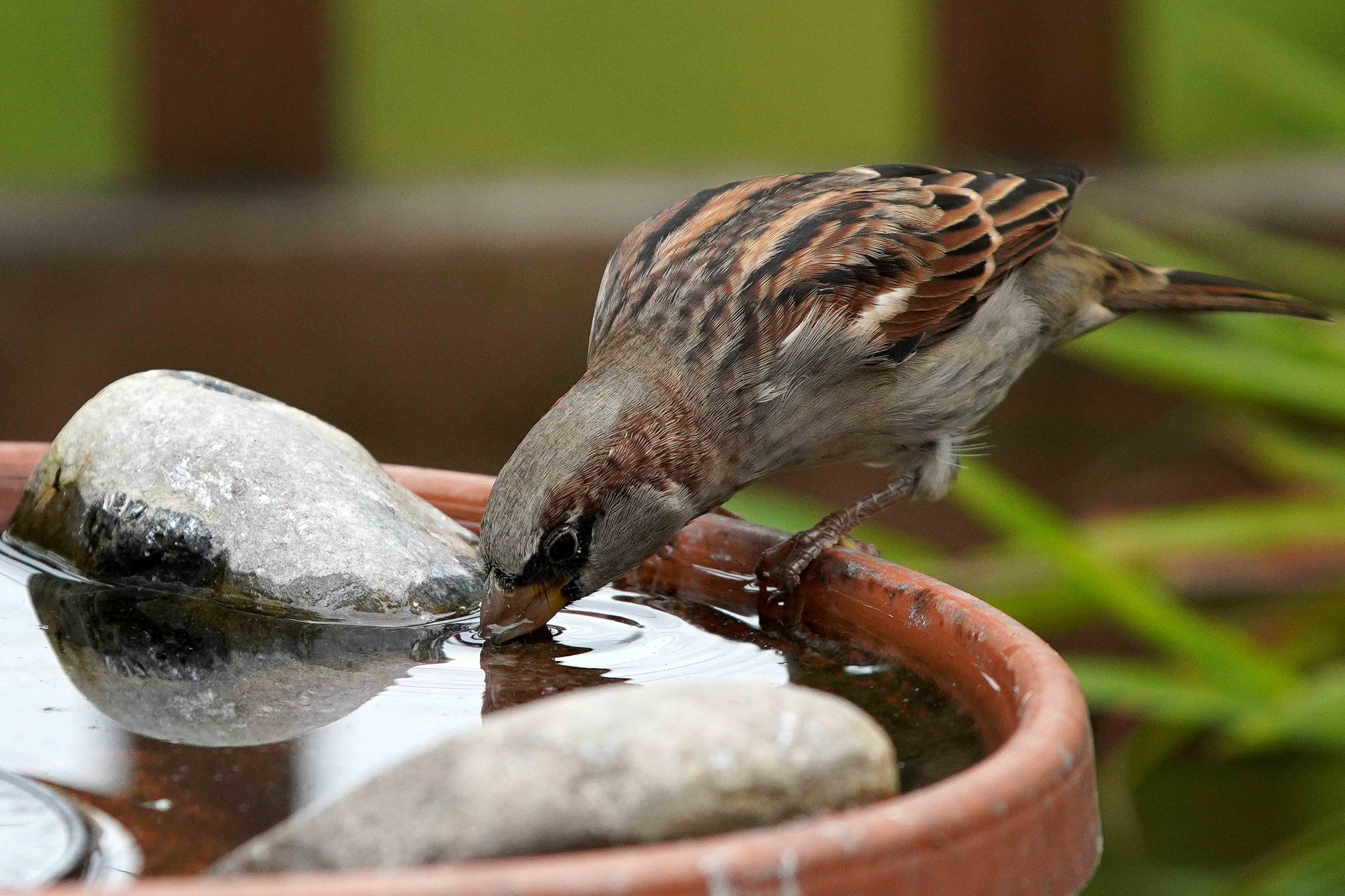 bird drinking