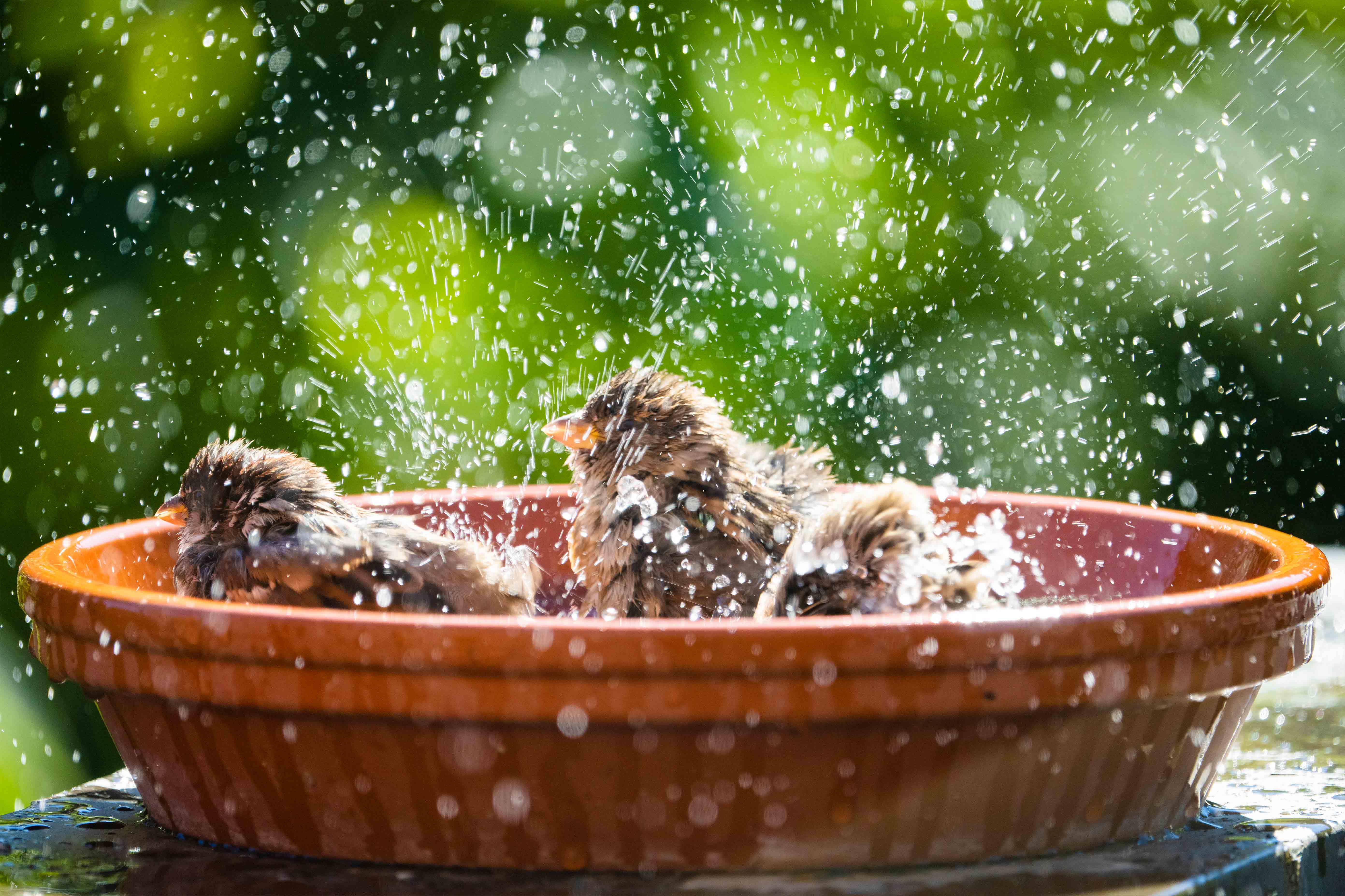 InnocentDrinks, birdbath, header