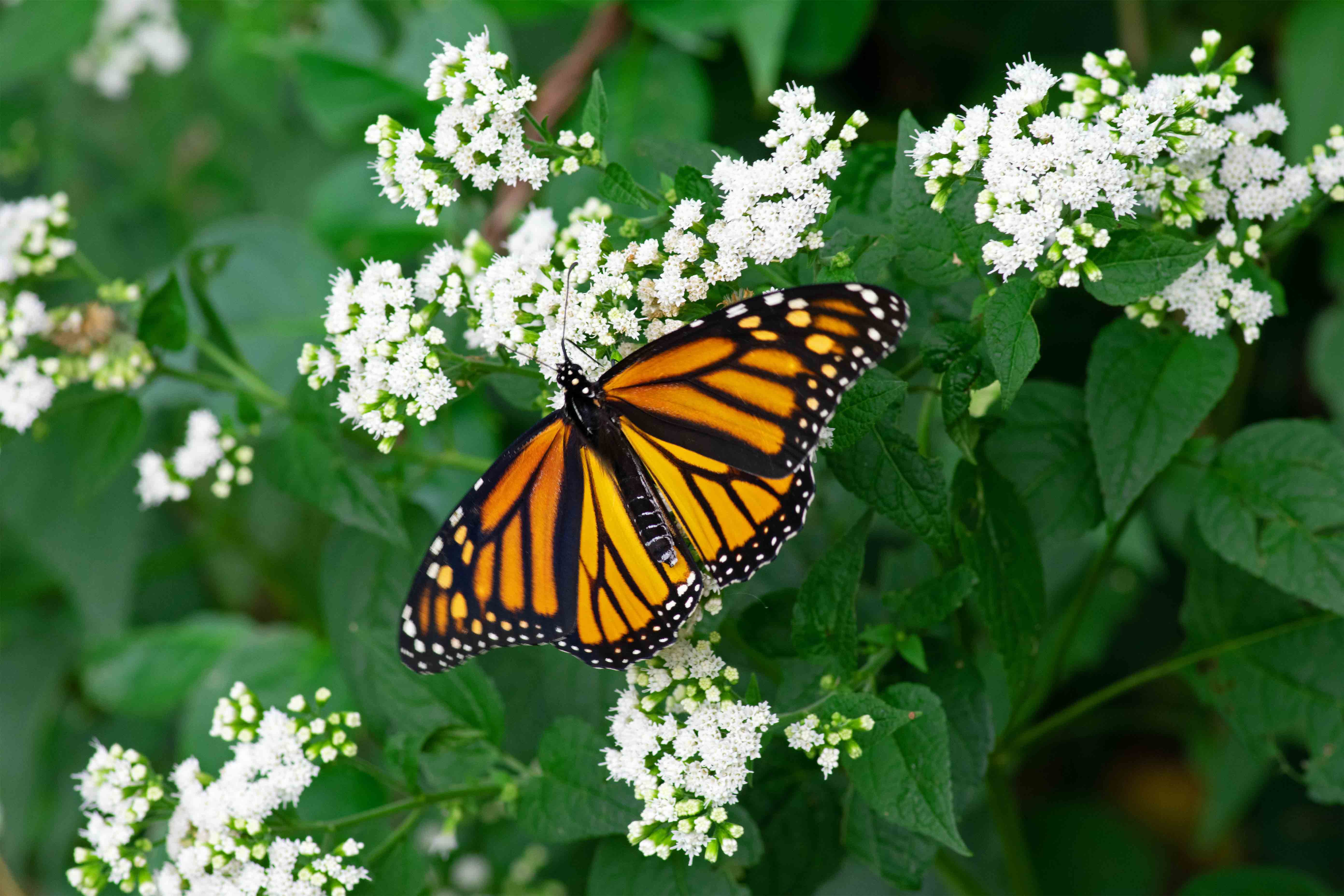 buuterfly