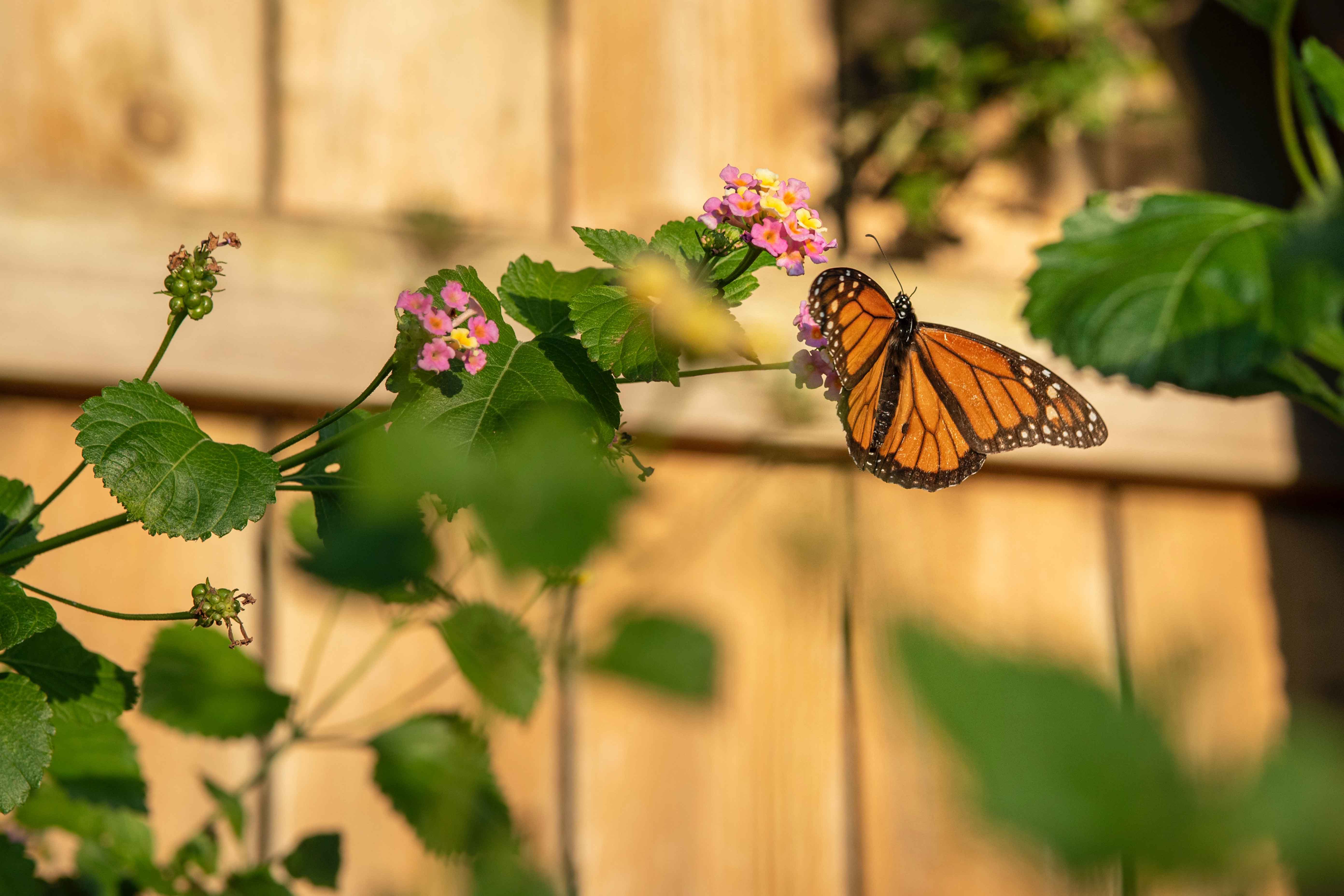 InnocentDrinks, butterfly pring, header