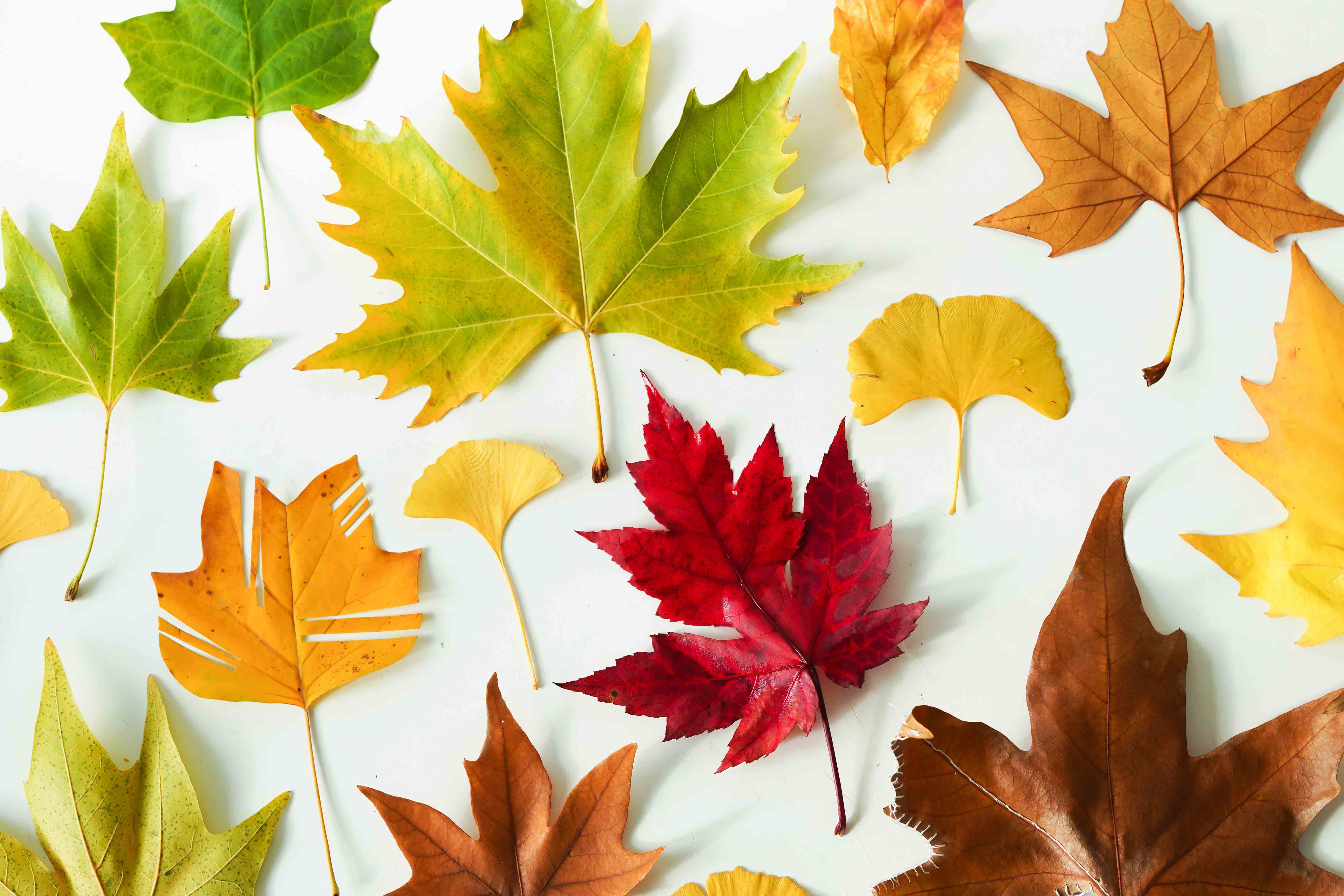 leafs