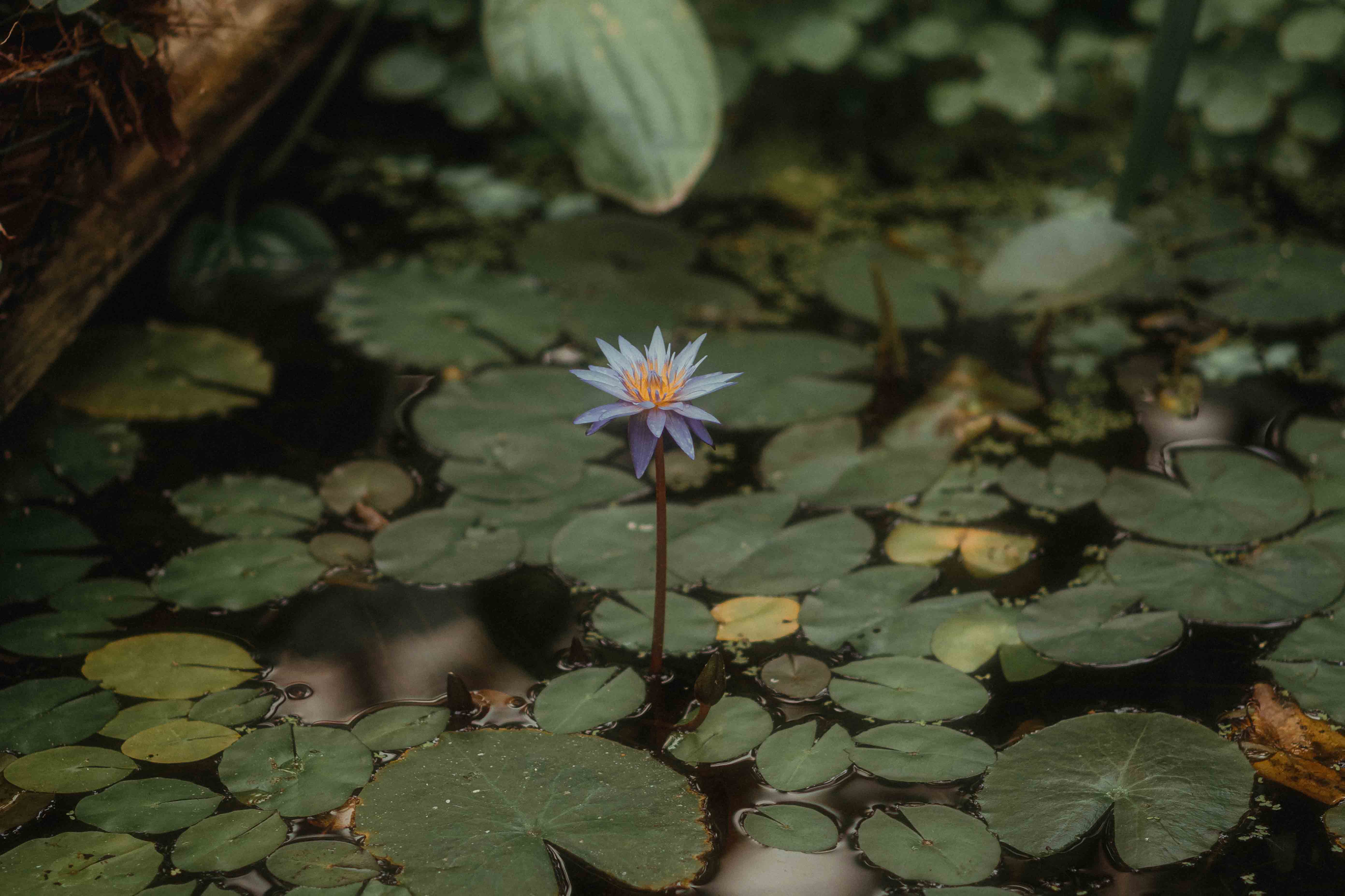 complete pond