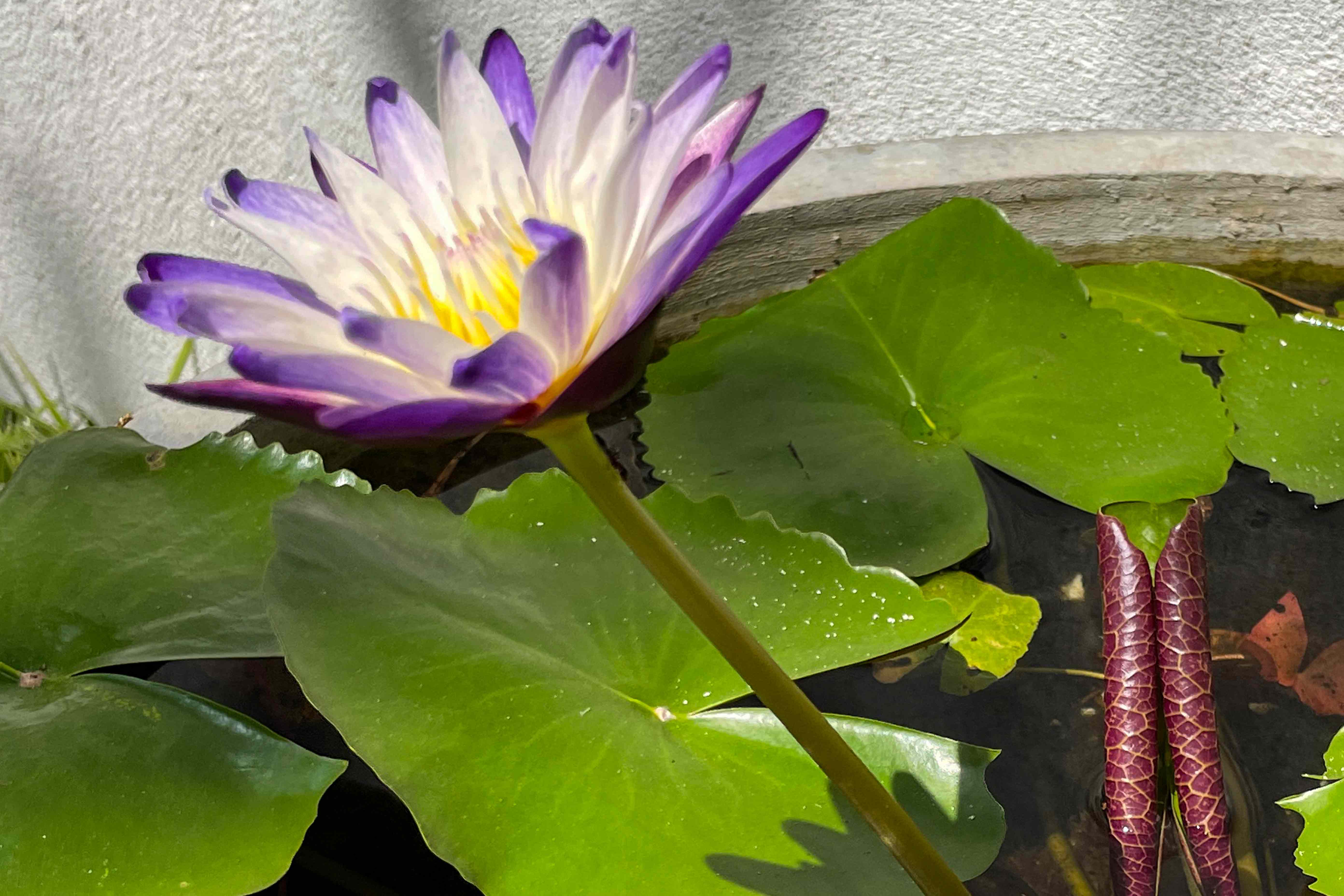 flower