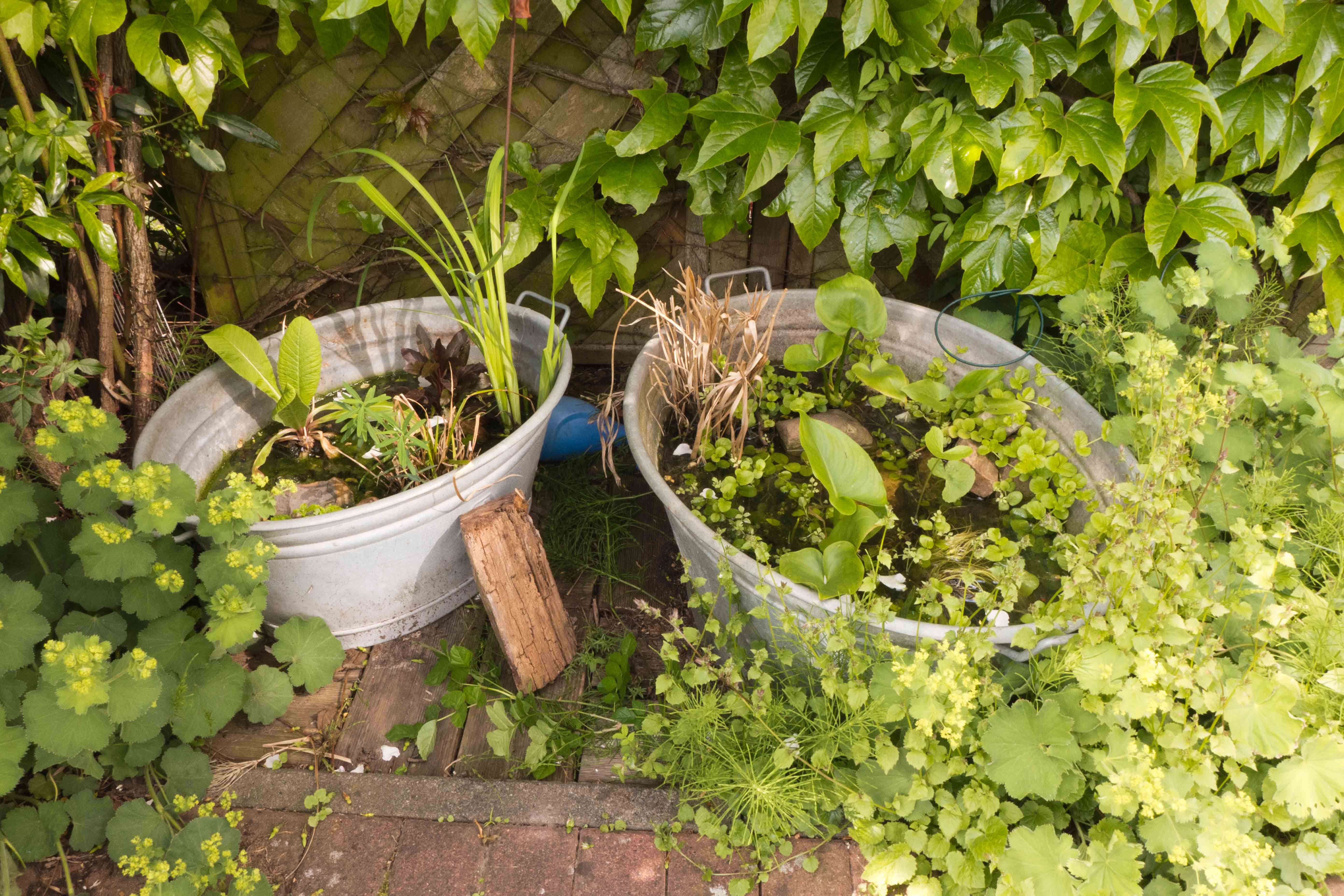 InnocentDrinks, mini pond, header