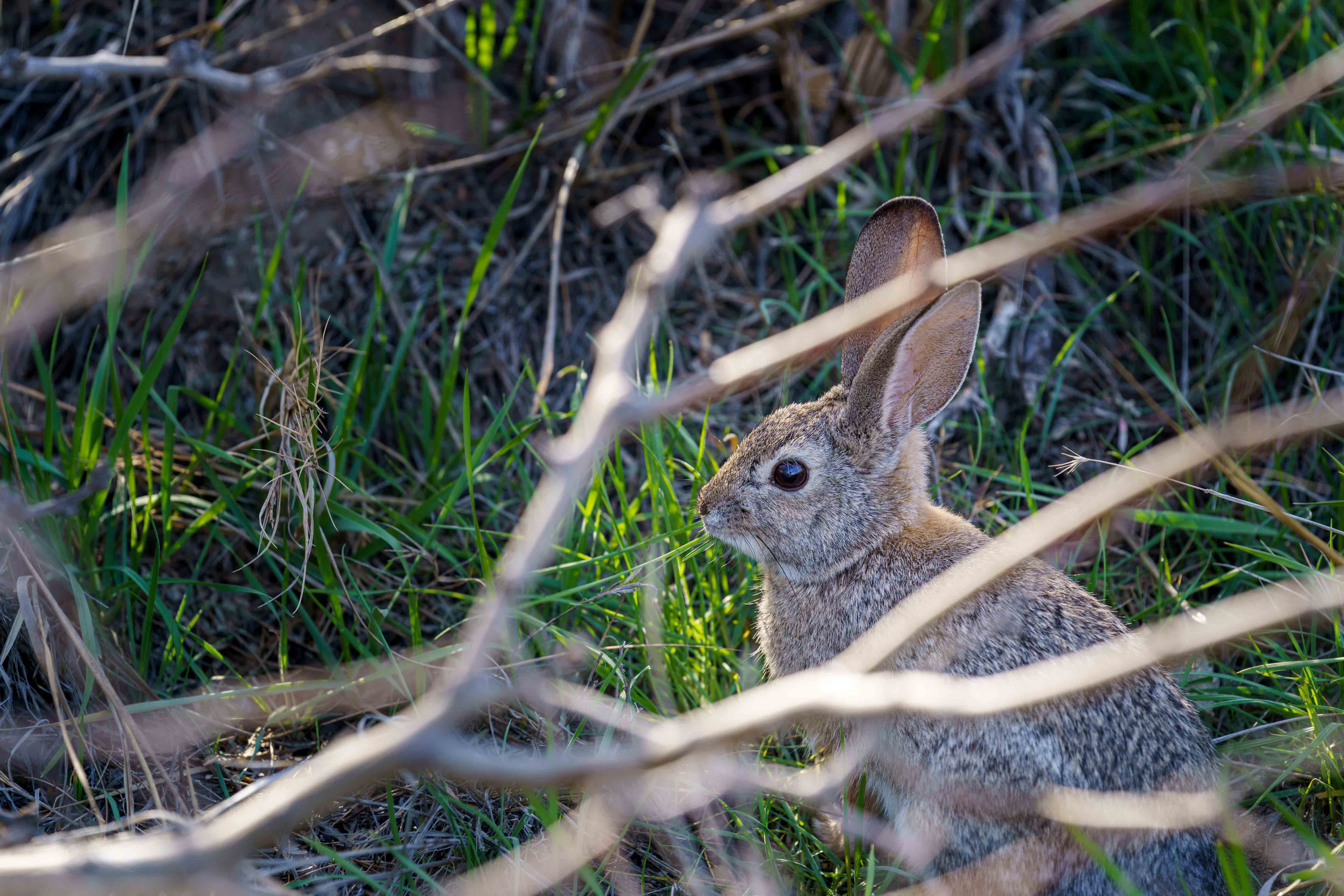 InnocentDrinks, rabbit behind branches