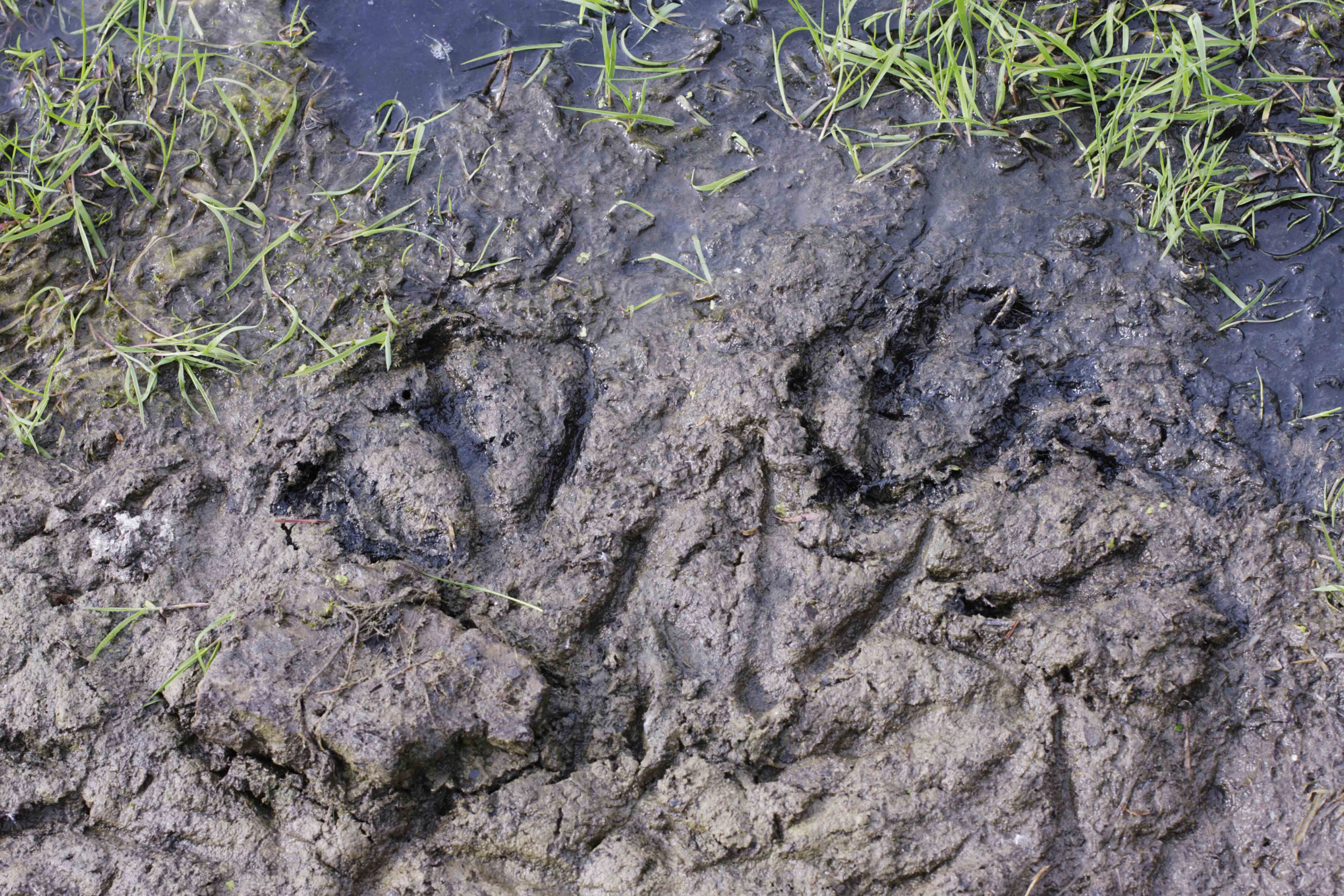 InnocentDrinks, animal tracks