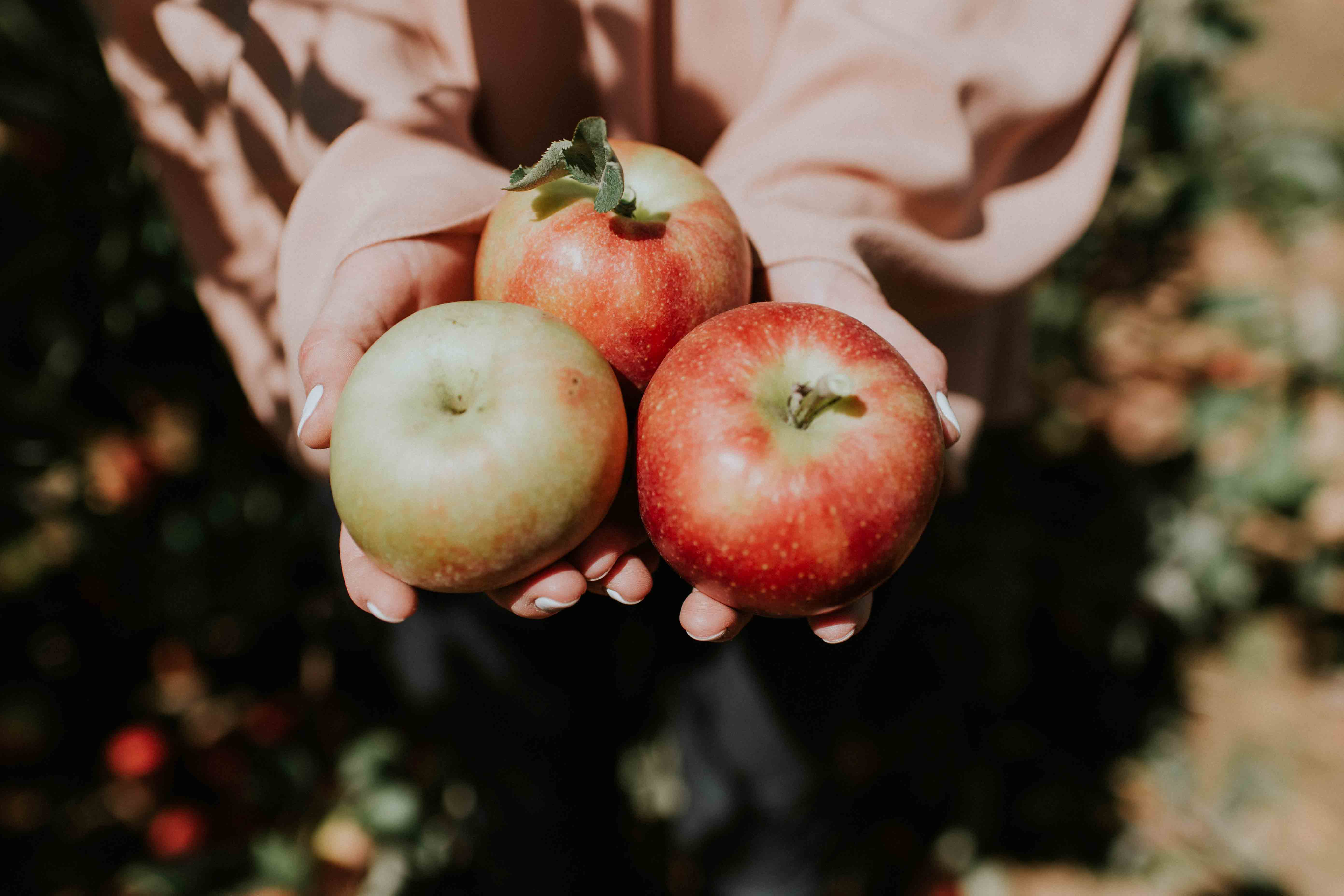 InnocentDrinks, person holding 3 apples