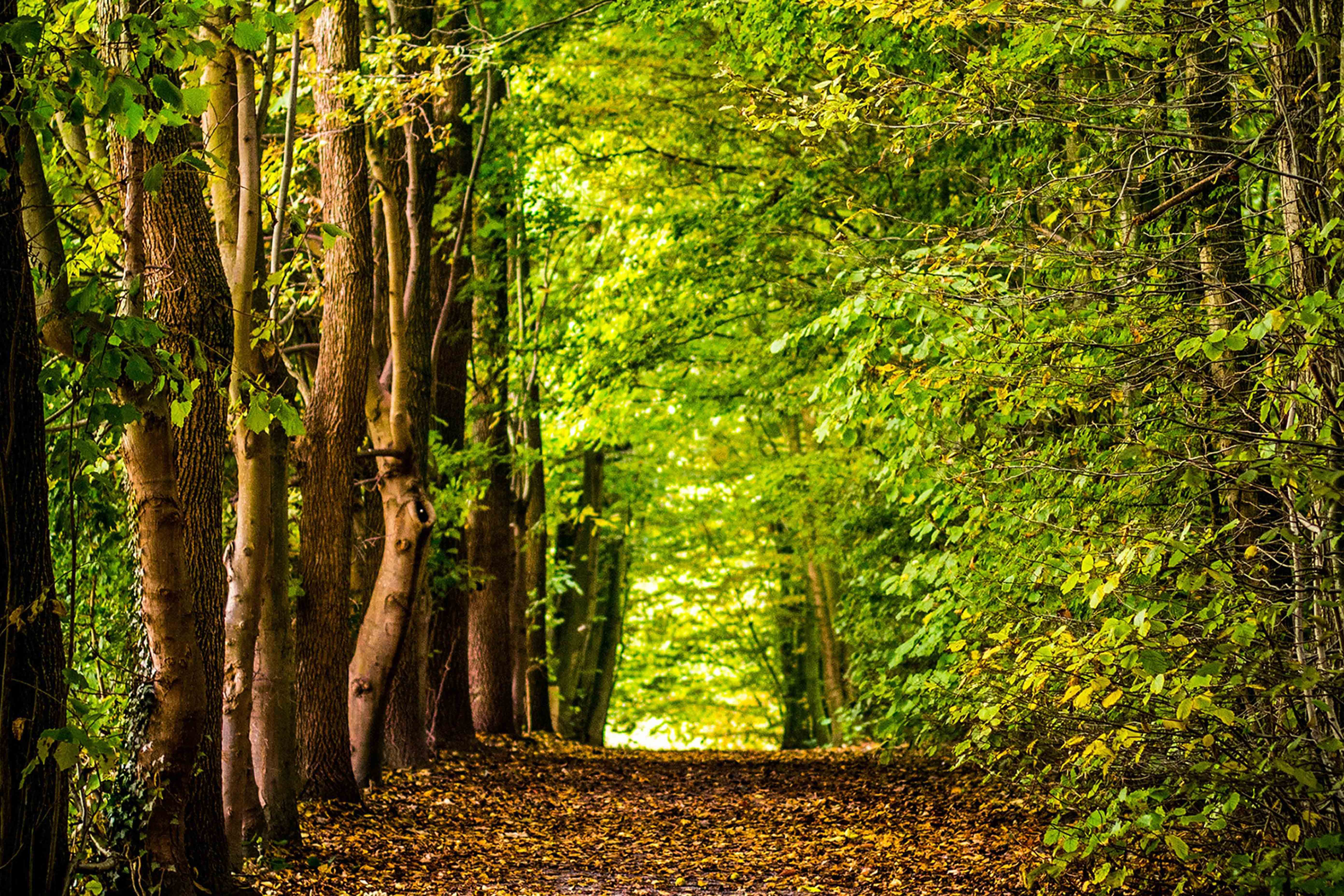 InnocentDrinks, forest