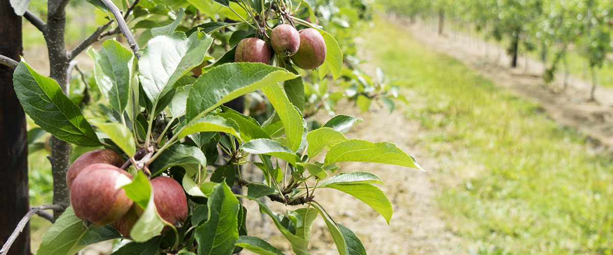 apples on a tree