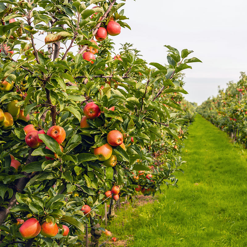 image of apples in a garden