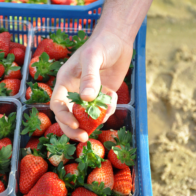 image of a hand picking strawberries