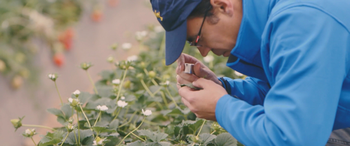 strawberries picker