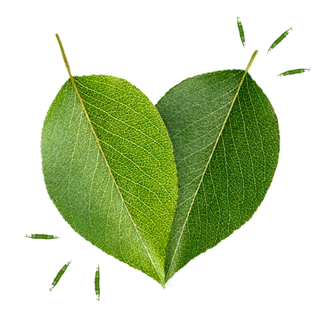 two green leaves overlapping